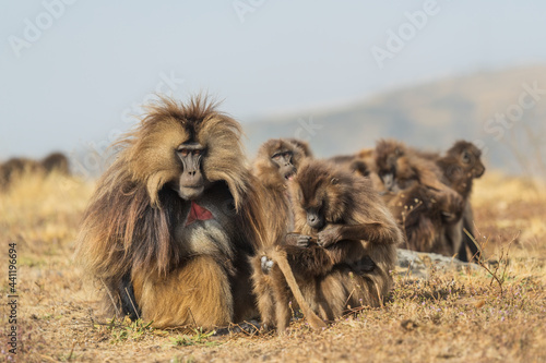 Gelada Baboon - Theropithecus gelada, beautiful ground primate from Simien mountains, Ethiopia.