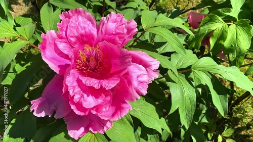 Large pink peony close-up, huge petals are developing in the wind, slow motion. Natural beautiful background, splash
