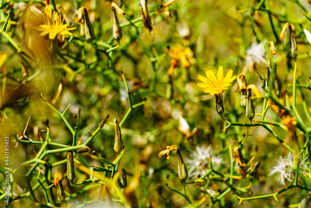 Yellow flowers. Nature background