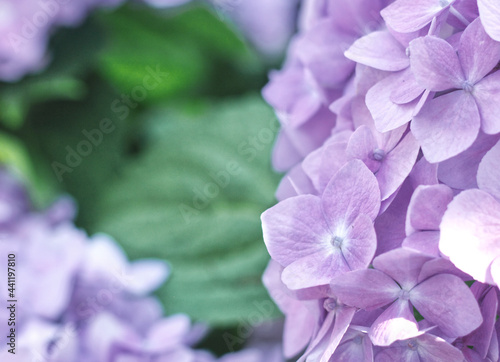 Violet Hydrangea Flower With Leaves in the Background