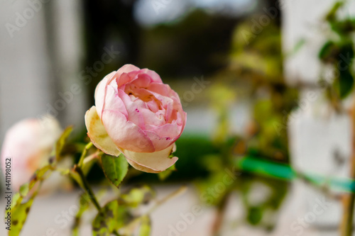 Famous Pierre de Ronsard climbing variety of pale pink rose with small dark spots grown in the rose garden of Palermo in Buenos Aires.