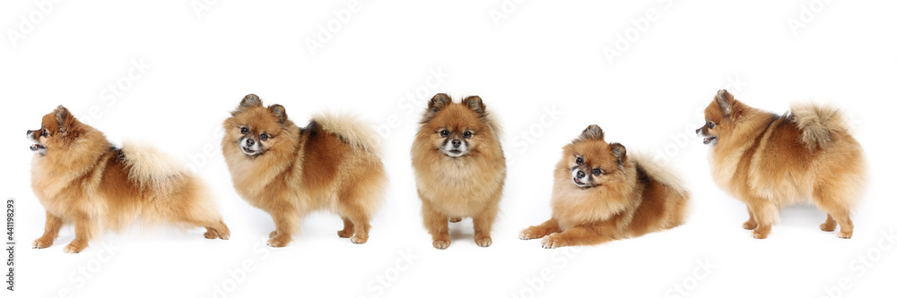 group of spitz isolated on white 