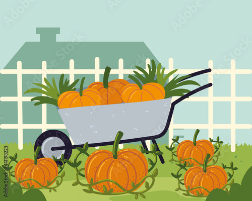 wheelbarrow with pumpkins