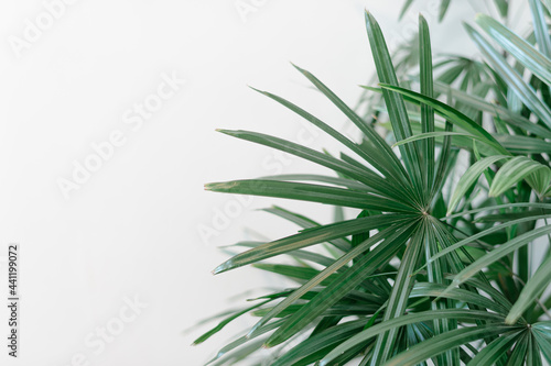 Palm leaf in a white background