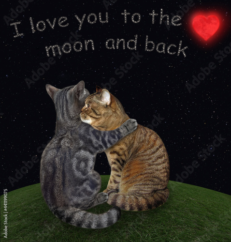 Love CATS - Love my cats to the moon and back 💗😽💗😽💗😽💗