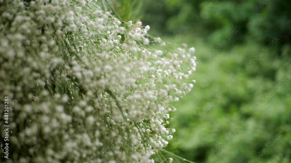 alyssum white small flowers in a bouquet swirl background close up alyssum white small flowers in a bouquet swirl background close up