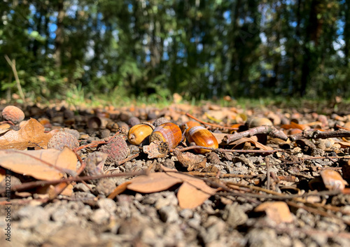 close up of acorns lying on the dirt road