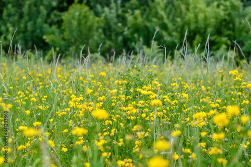 Yellow rural flowers in the field close up