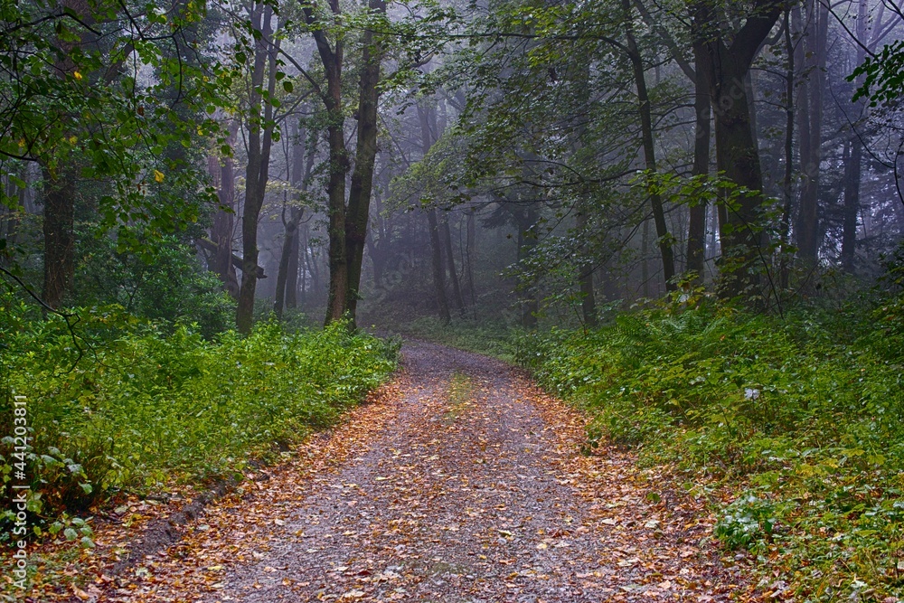 Road in the woods Road in the woods