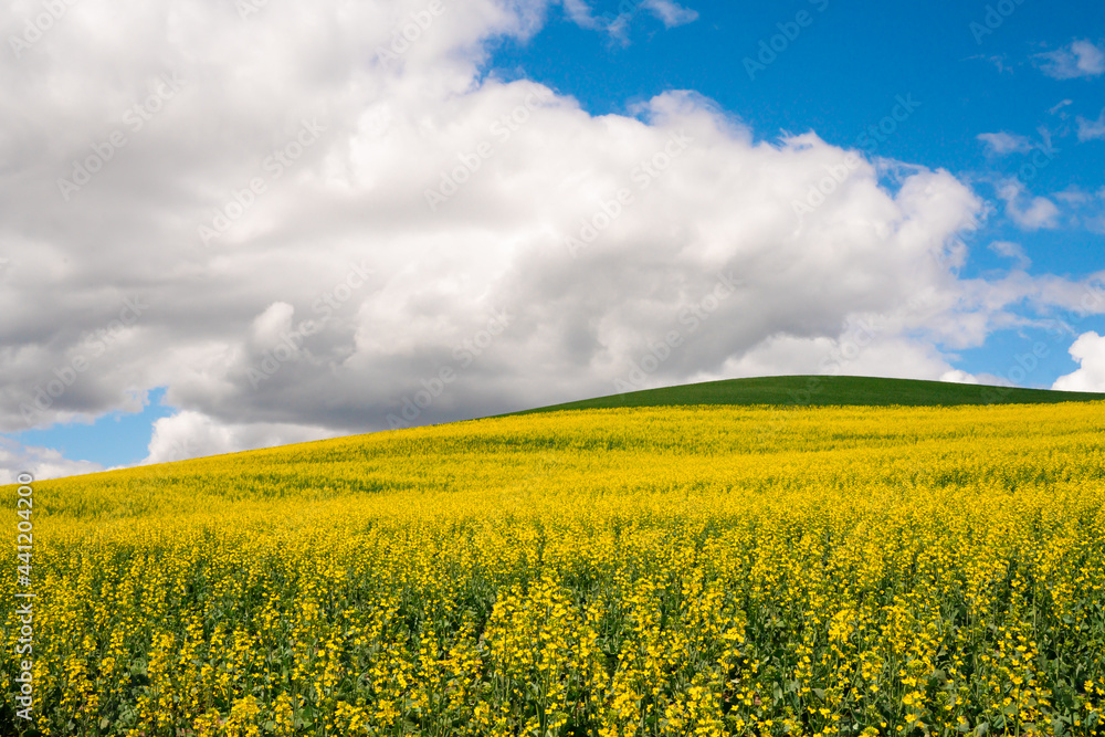 Farm landscape of yellow flowers in fields rape and canola seed and hills from the Palouse in Washington State