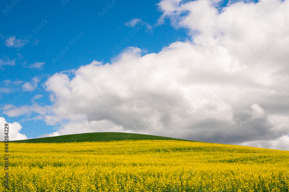 Farm landscape of yellow flowers in fields rape and canola seed and hills from the Palouse in Washington State Farm landscape of yellow flowers in fields rape and canola seed and hills from the Palouse in Washington State