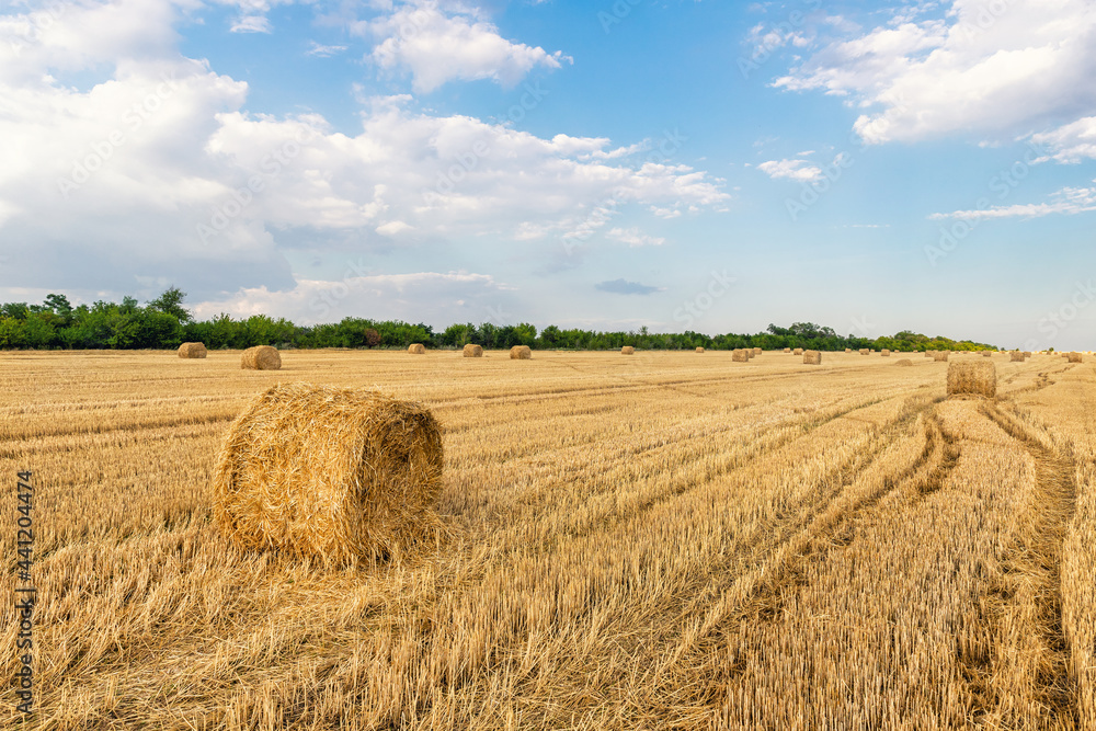Scenic view of many rolled hay bales on harvested golden wheat field at countryside against blue sky. Agricultural rural nature scene. Country farming summer landscape background
