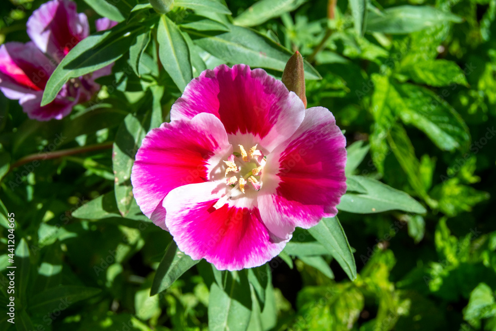 Petunia rosa y blanca Petunia rosa y blanca