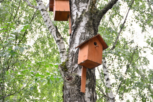 birdhouse on birch tree in the city park