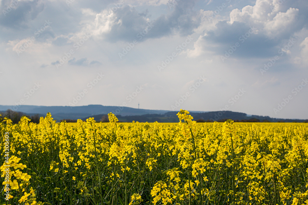 a field of rape with a view of the eifel
