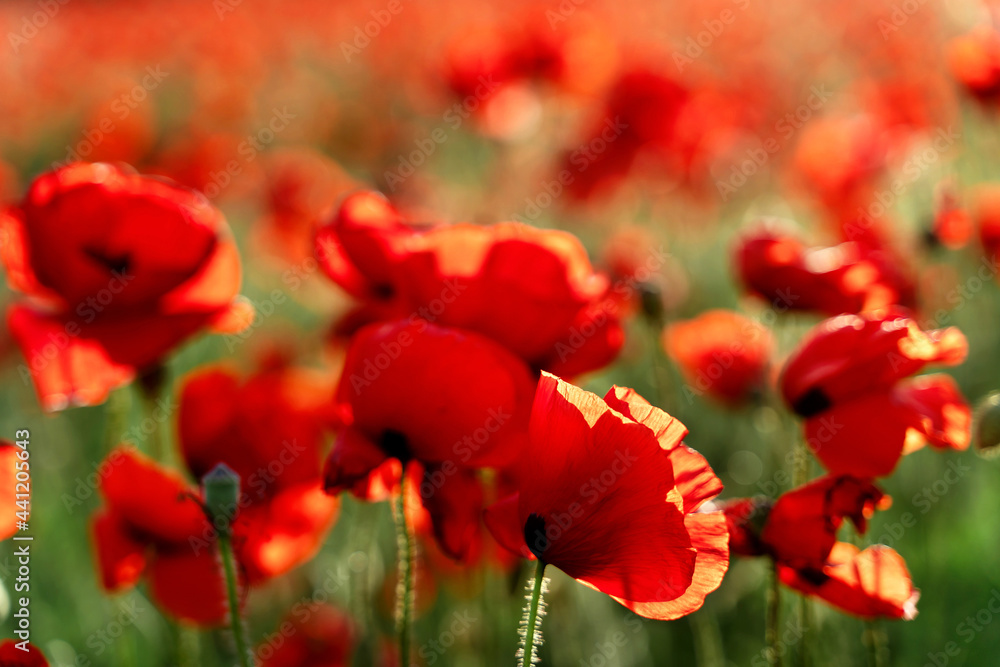 Naklejka premium Poppy field at sunset with beautiful red flowers backlit by setting sun. Nature background. Beautiful summer landscape.