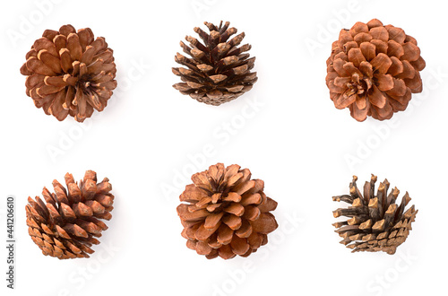 collection of dried pine cone isolated on white background, top view.