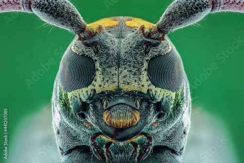 close up of a beetle, extreme macro  long horn  © Dwi