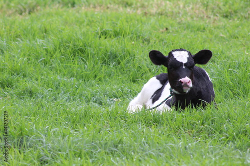 black and white calve on the grass