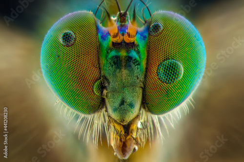 dragonfly close up © Dwi