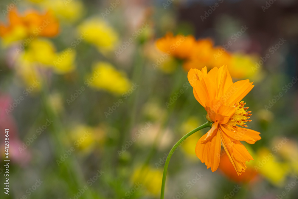 Obraz premium beauty fresh back side orange cosmos flower blooming center of green leaves in botany garden.