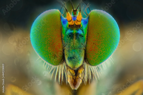 macro of a fly