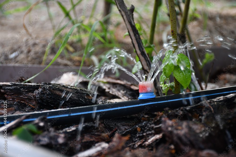 Drip irrigation. The photo shows the irrigation system in a raised bed