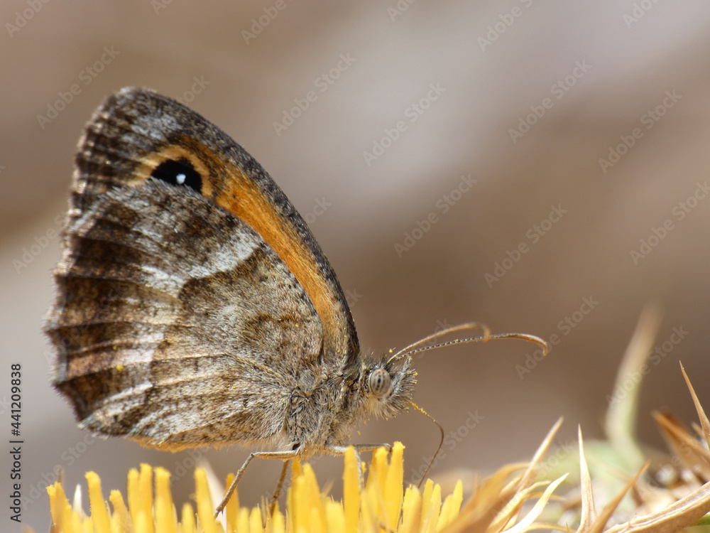 Obraz premium Farfalla d'estate