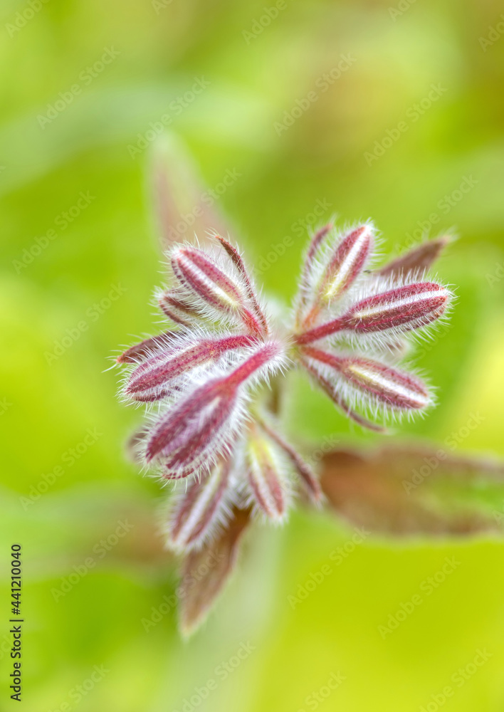 Blütenknospen von Borretsch Blütenknospen von Borretsch