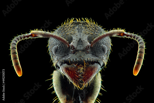 Fototapeta Naklejka Na Ścianę i Meble -  Macro extreme black ant