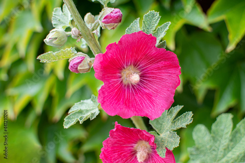 Pink blühende Stockrose im Sommer photo