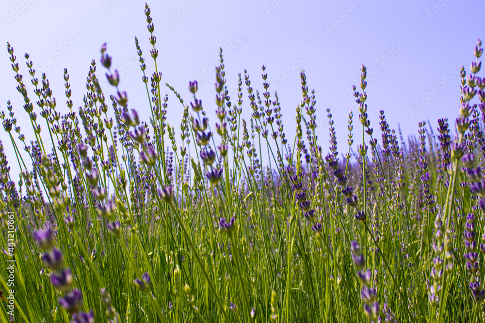 Obraz premium lavender in the field