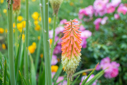 Orange blühende Schopf Fackel Lilie / Schopf-Fackellilie