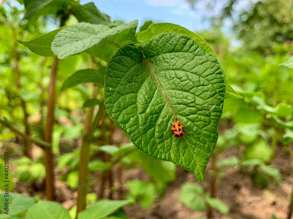 Colorado beetle larva on young potato leaves, Leptinotarsa decemlineata in green garden, selective focus Colorado beetle larva on young potato leaves, Leptinotarsa decemlineata in green garden, selective focus