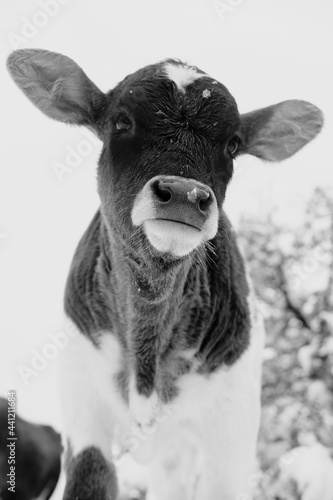 Rustic black and white portrait of calf during winter in snow with snowflake on nose.