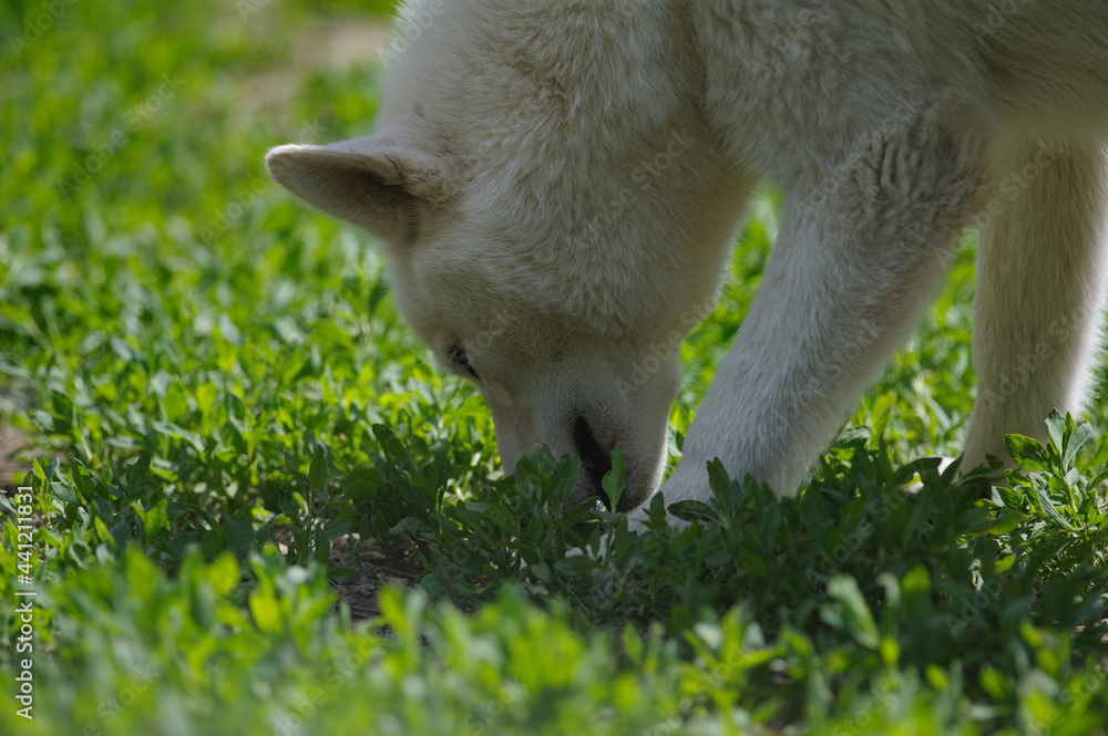 White husky sniffing grass