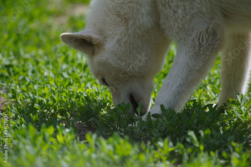 Obraz na płótnie White husky sniffing grass w salonie