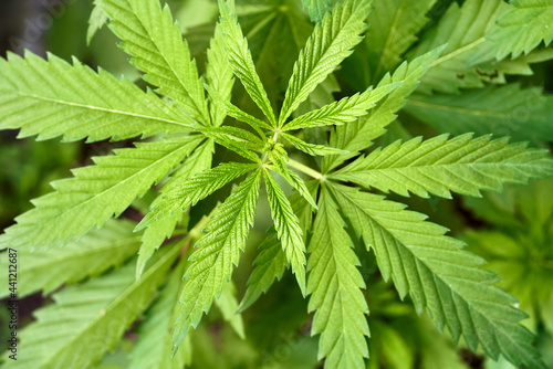 Fototapeta Naklejka Na Ścianę i Meble -  Green cannabis leaves under the bright sun. Close-up view from the top