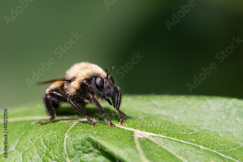 Photography A Bumble bee mimic robber fly (Laphria thoracica) rests on a leaf at Taylor Creek Park in Toronto, Ontario