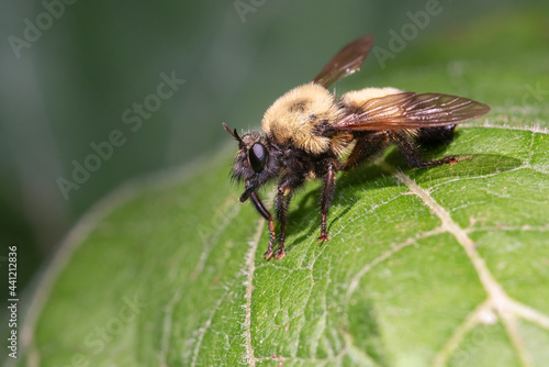 A Bumble bee mimic robber fly (Laphria thoracica) rests on a leaf at Taylor Creek Park in Toronto, Ontario.
