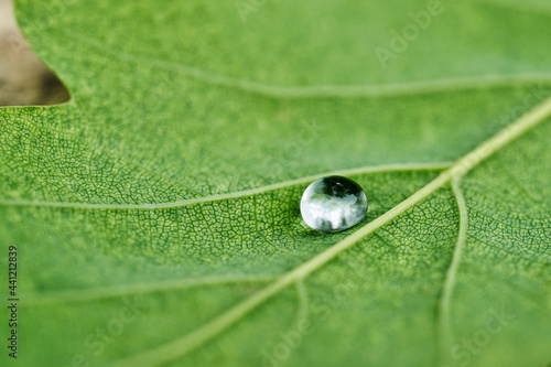 dew drop on oak leaf close-up