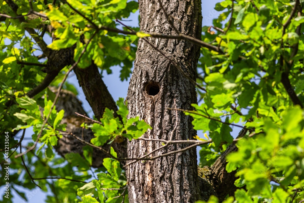 A hollow in a tree trunk made by a bird nesting inside. Fresh green leaves growing on a tree. Sunny summer day in a nature. Blue sky in the background.