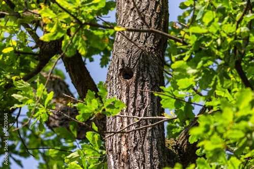 Fototapeta Naklejka Na Ścianę i Meble -  A hollow in a tree trunk made by a bird nesting inside. Fresh green leaves growing on a tree. Sunny summer day in a nature. Blue sky in the background.