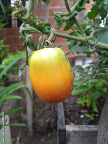 tomato on the vine