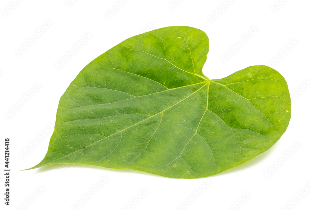 Obraz premium Tinospora crispa or Heart leaved moonseed, Tinospora cordifolia (Menispermaceae) isolated on white background.Medicinal properties help treat diseases.