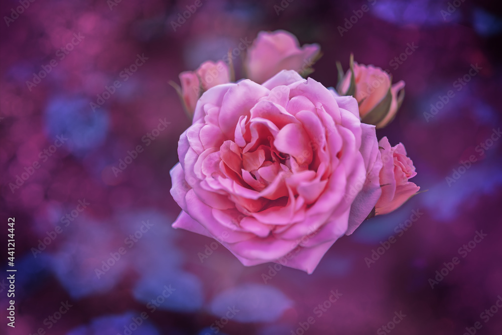 Beautiful pink flowers roses outdoor in the Park Beautiful pink flowers roses outdoor in the Park