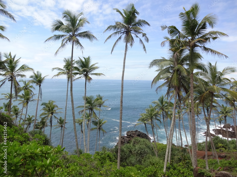 Palm trees at the coastal line near Mirissa, Sri Lanka