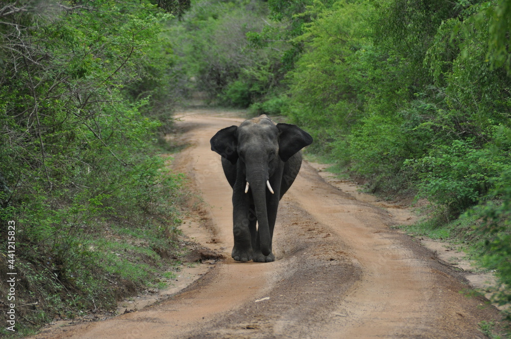 Obraz premium Elephant in Yala National Park, Sri Lanka