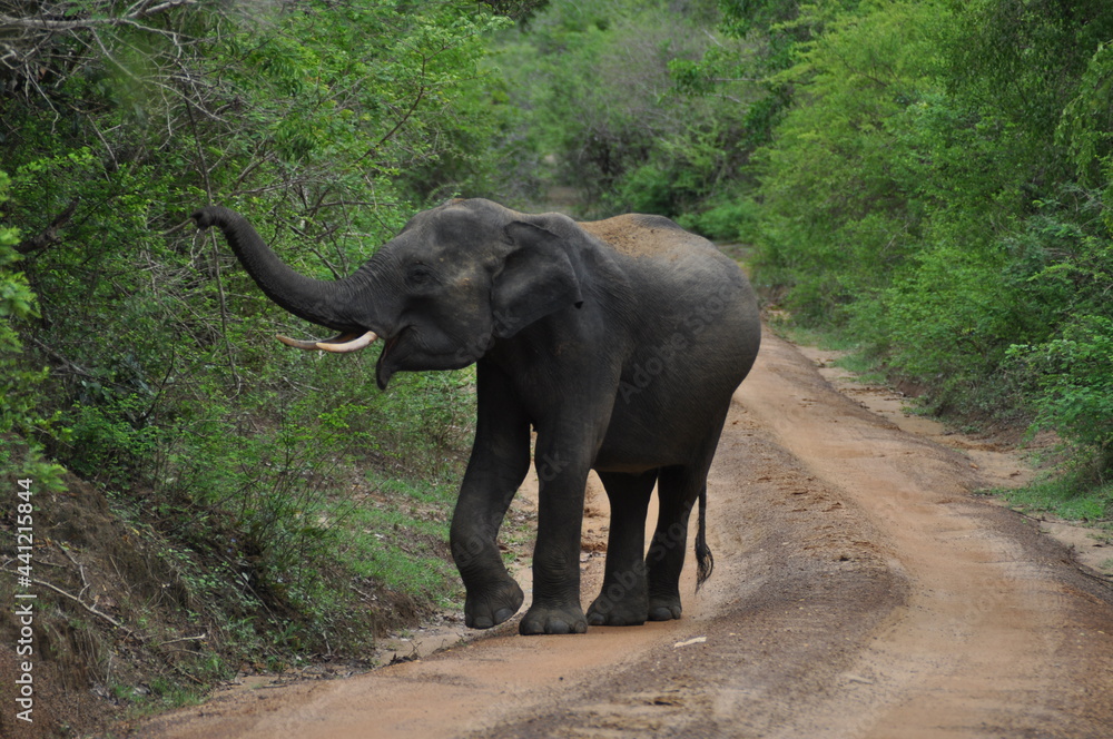 Fototapeta premium Elephant in Yala National Park, Sri Lanka