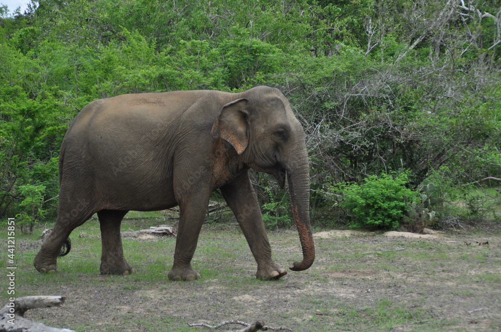 Elephant in Yala National Park, Sri Lanka